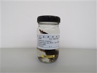 藏品(白頭翁)的圖片